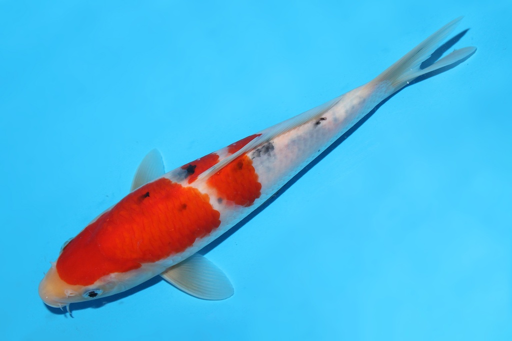 341059 25cm阪井大正