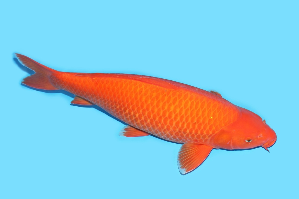 341070 62cm尾形火鲤三才母