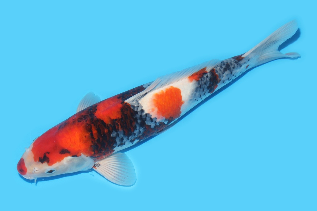 341074 42cm大日昭和