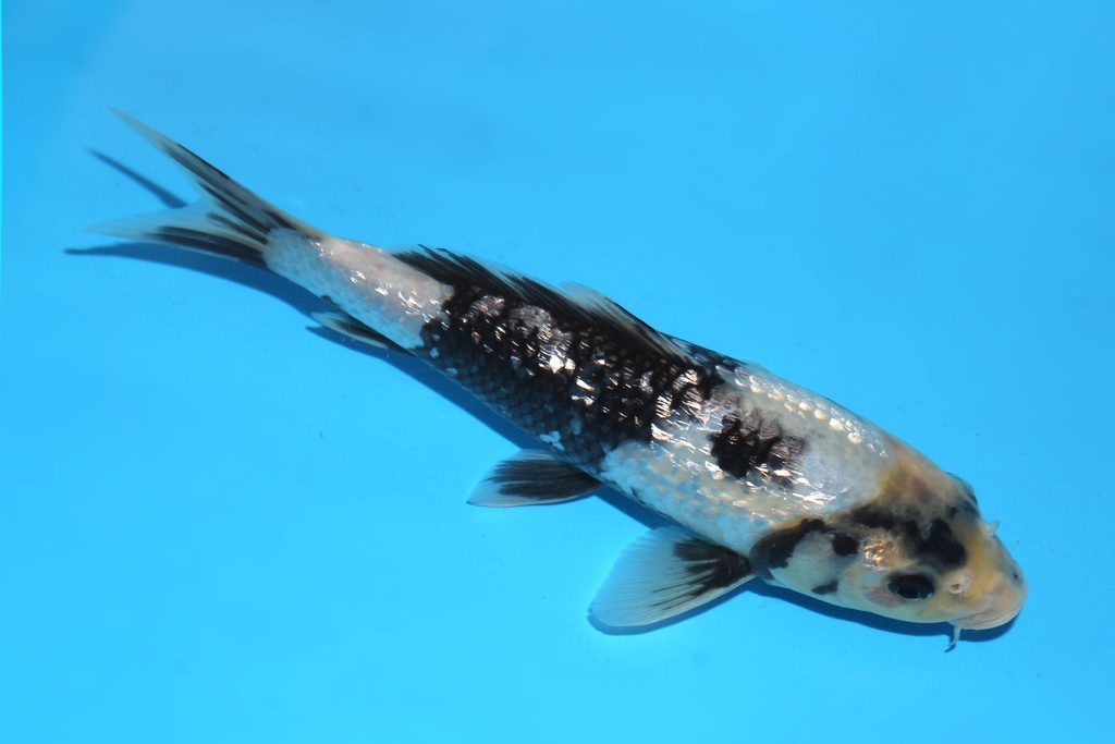 341082 22cm尾形G白写