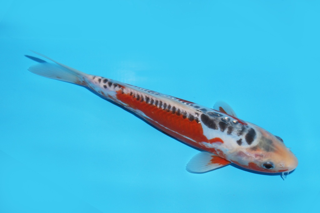 341094 22cm田中秋翠