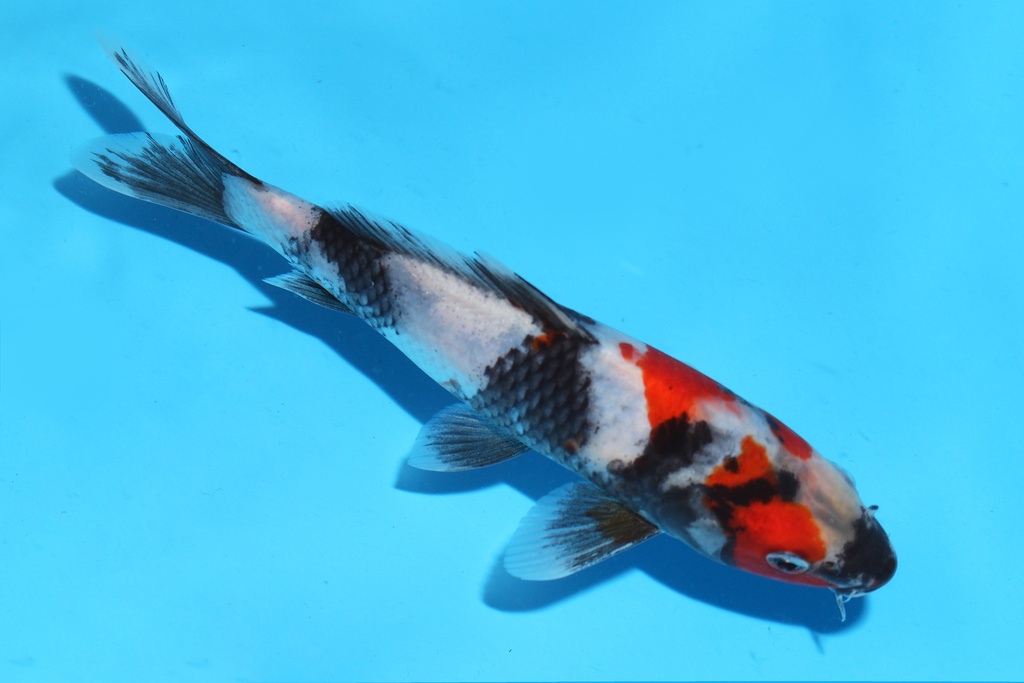 341097 20cm清十郎昭和