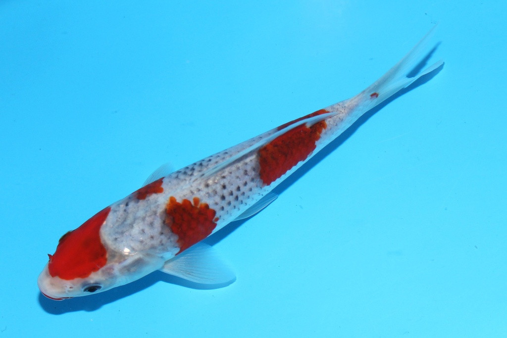 341098 18cm菅野五色