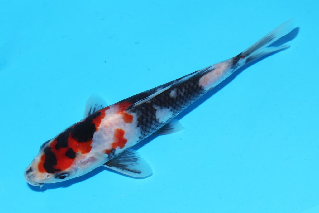 341099 17cm清十郎昭和