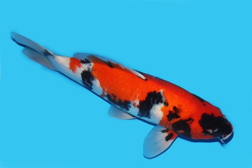 342090 43cm大日昭和大当