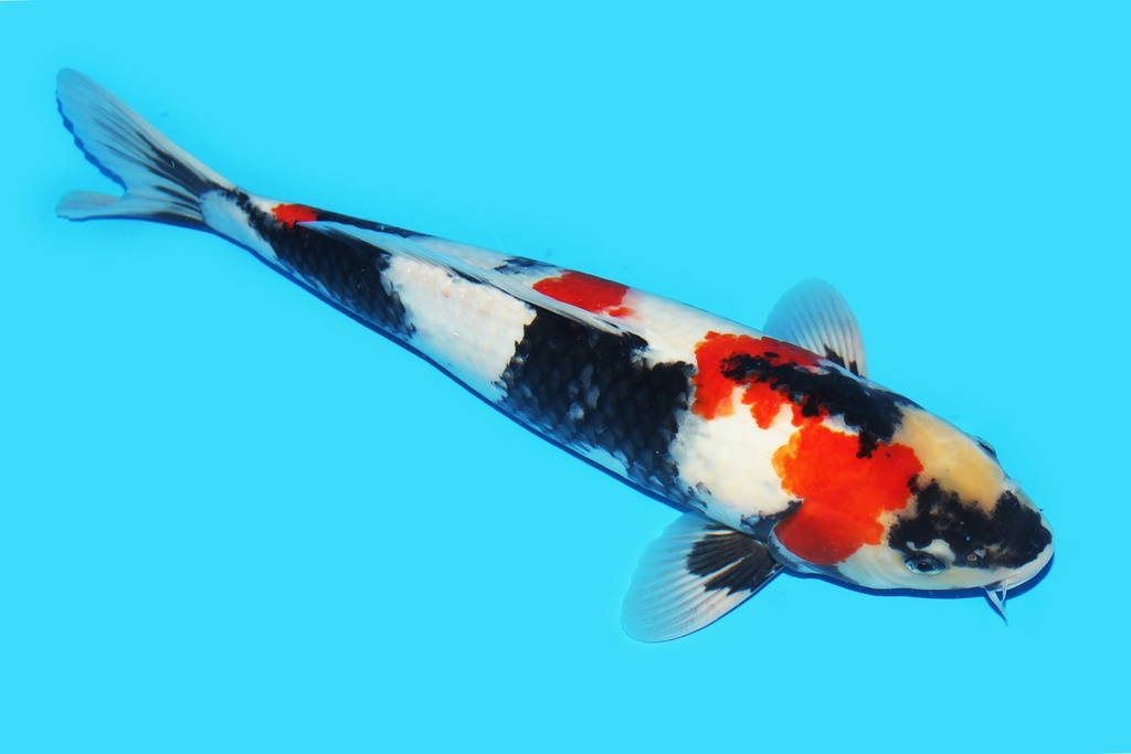 342064 42cm大日昭和