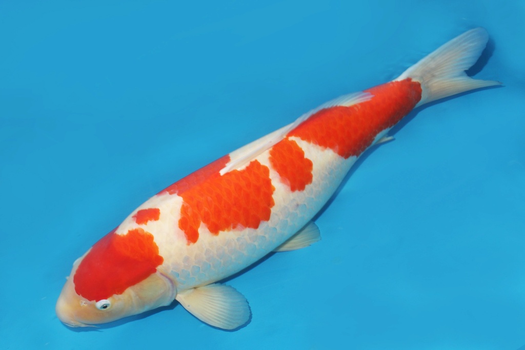 343003 76cm桃太郎红白