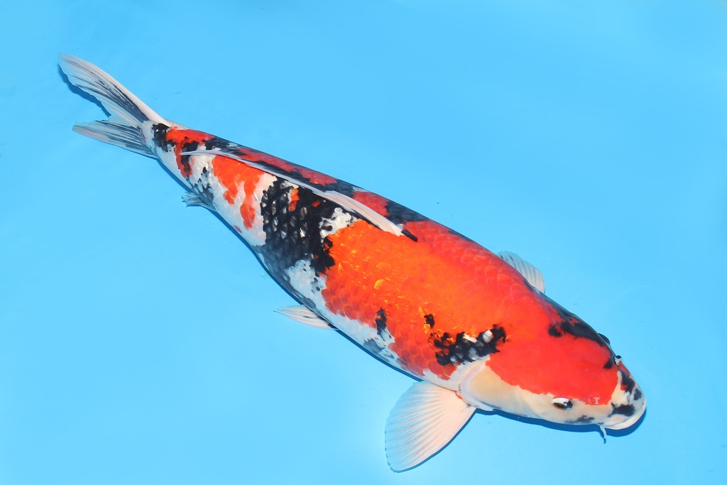 343010 77cm尾形银鳞昭