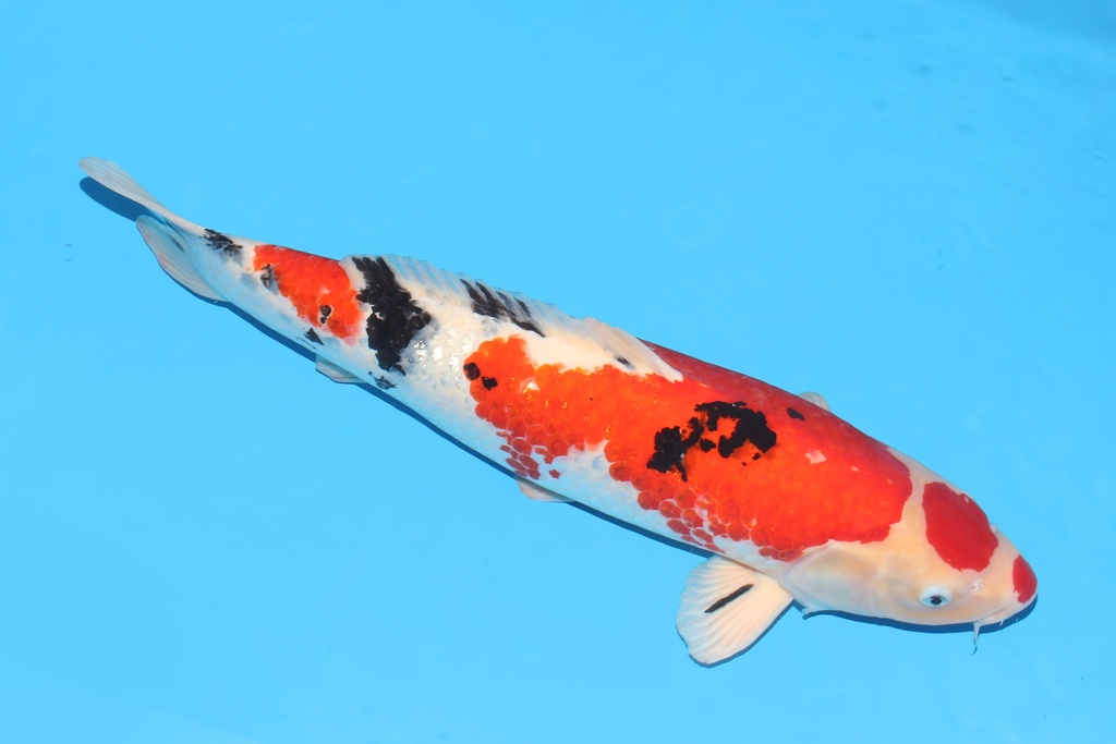 343025 63cm诚太郎大正二才