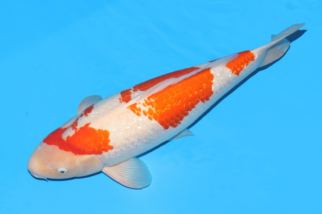 343046 66cm桃太郎银鳞红白明三