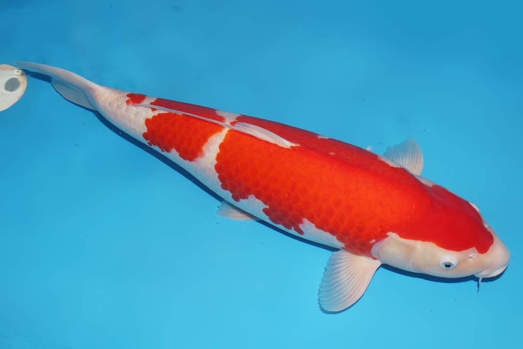 345036 66cm桃太郎红白三才母鱼C4c2000真子红白 IMG_6015.JPG