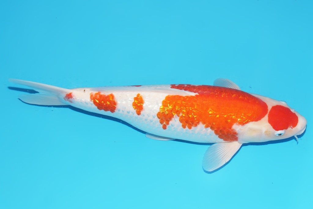 345044 52cm大石G红白三才母鱼H5c1500 有证书 IMG_6331.JPG