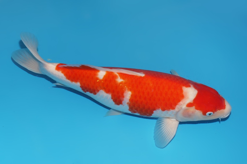 345049 51cm桃太郎红白二才母鱼A6c1000  大日X.JrIMG_6061.JPG