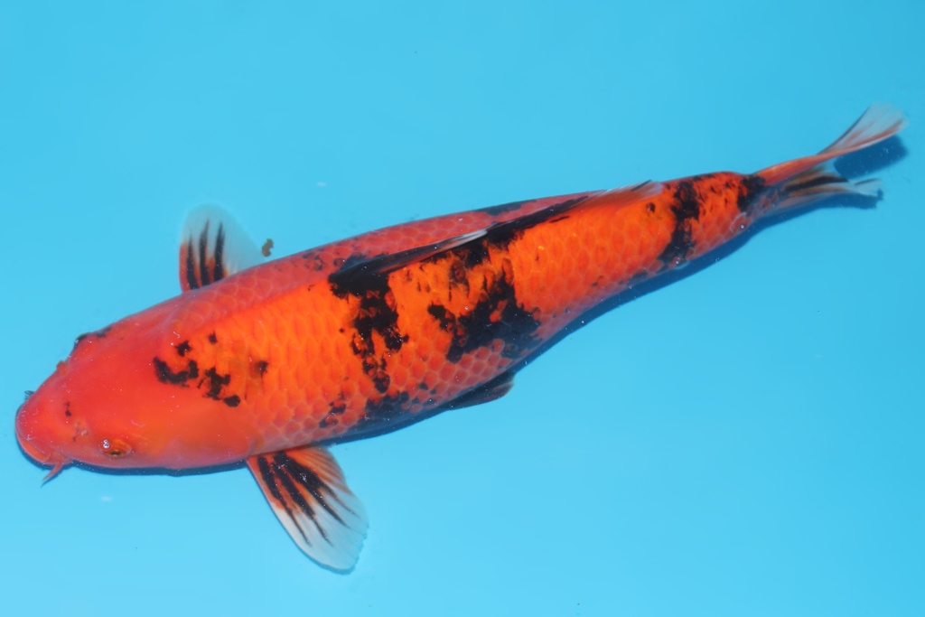 345050 52cm桃太郎绯写二才母鱼A8c1000 IMG_6442.JPG