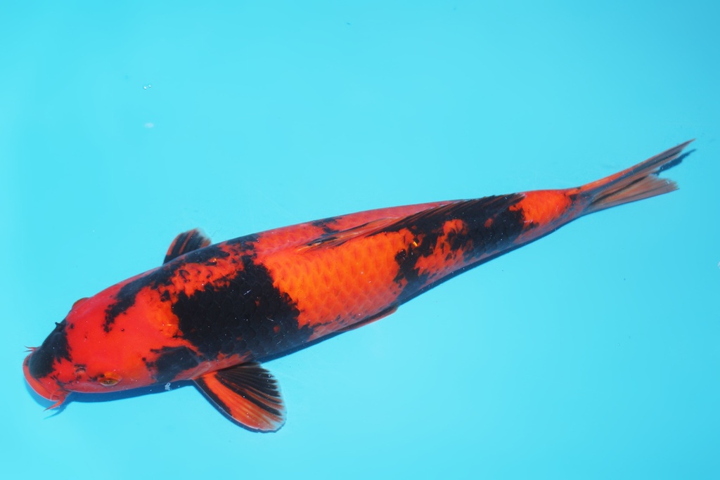 345053 49cm篠田绯写三才母鱼H5c600  IMG_6348.JPG