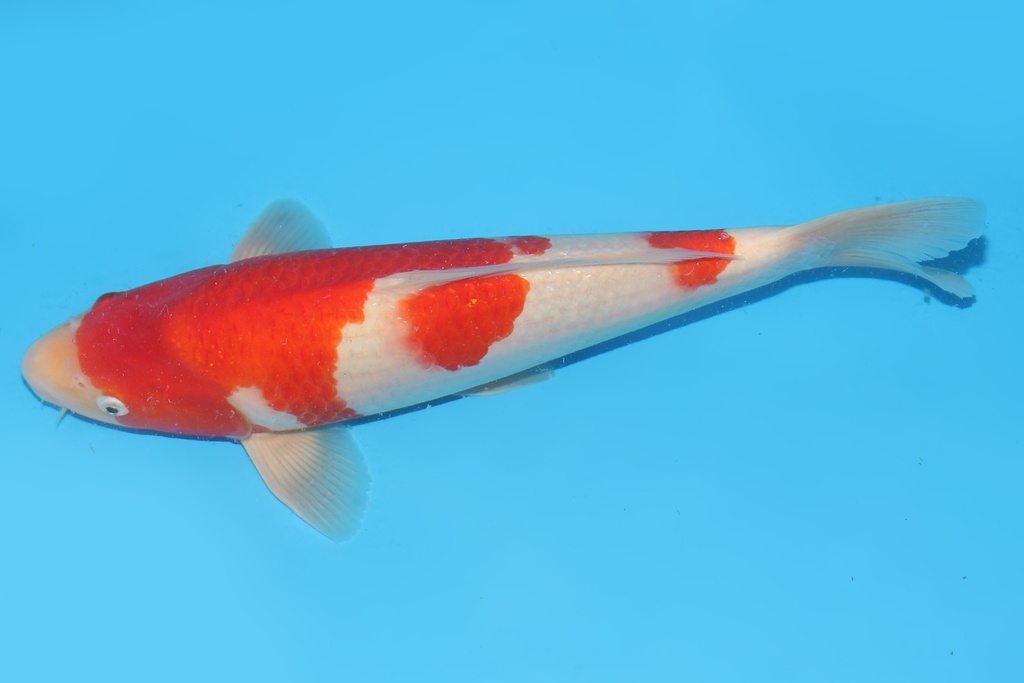 345056 43cm桃太郎红白二才母鱼A8c1000 IMG_6529.JPG