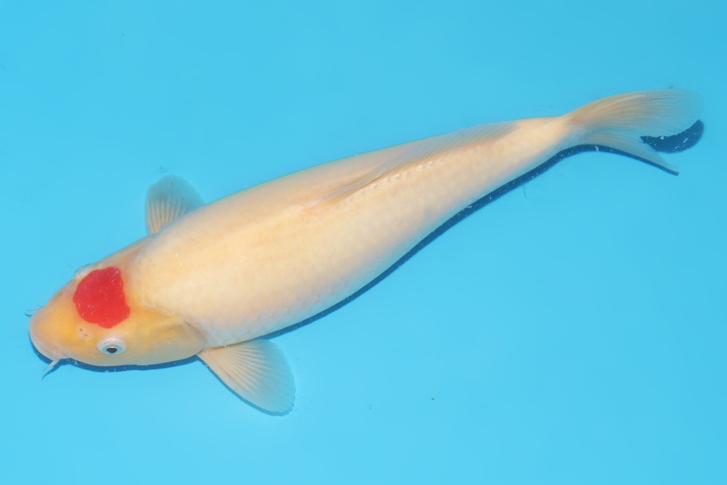 345061 33cm桃太郎丹顶二才母鱼A8c1000 IMG_6537.JPG