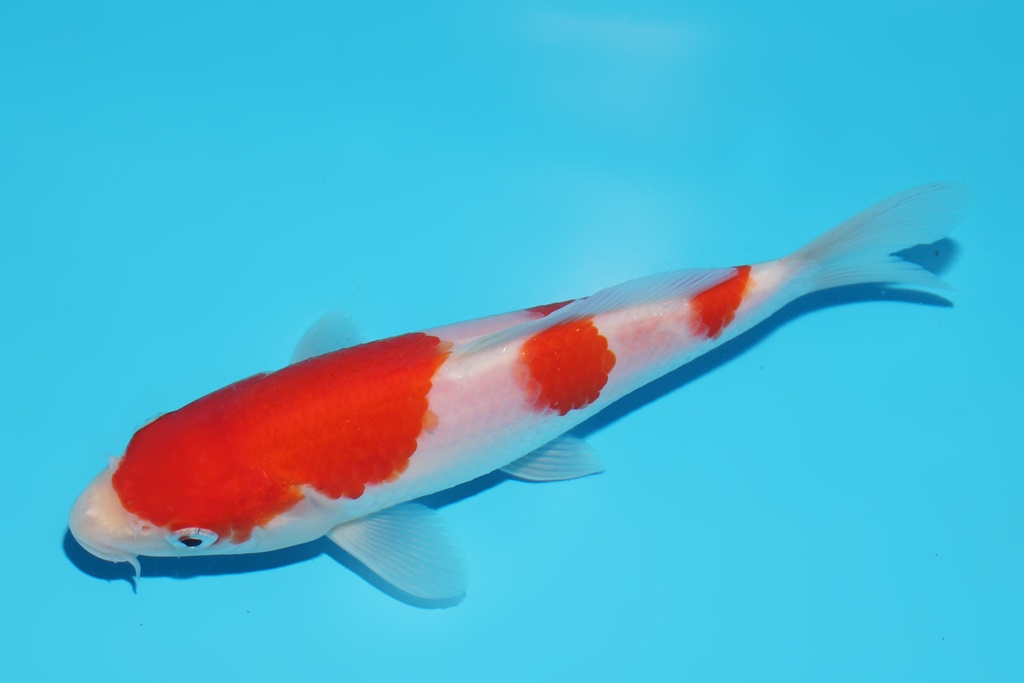 345062 16cm桃太郎红白当才母鱼公母不明M2c750 IMG_7176.JPG