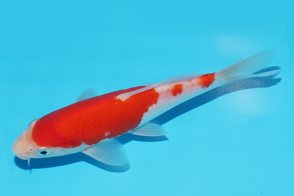 345082 17cm阪井红白当才公母不明M6c220 IMG_7167.JPG