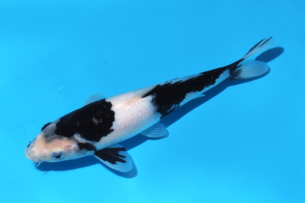 345088 26cm尾形白写当才母鱼P12c210 IMG_6871.JPG