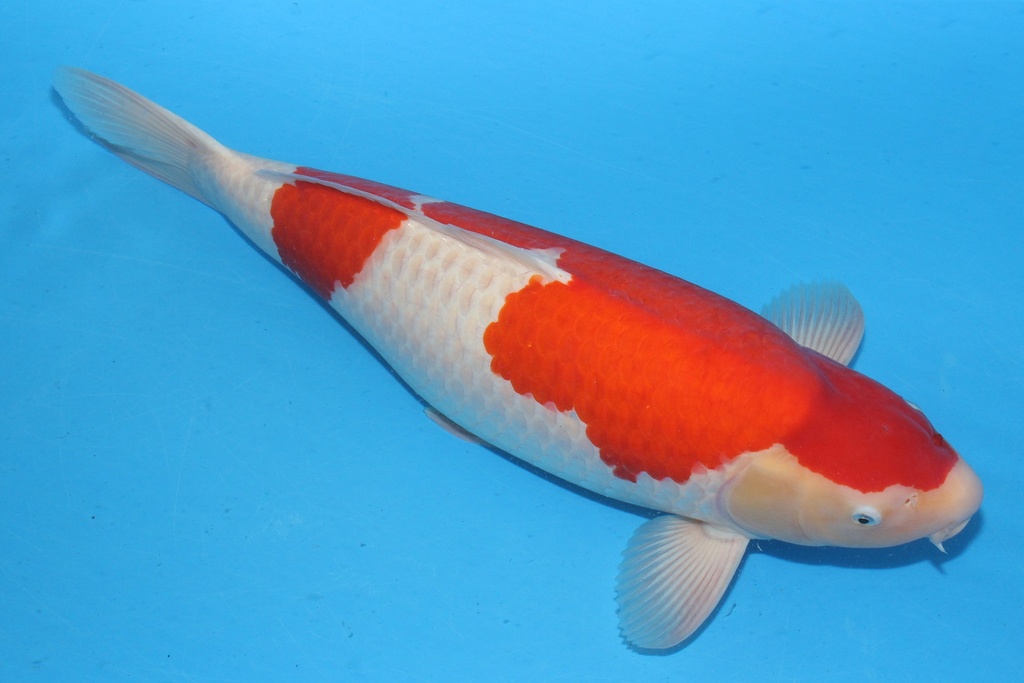 346003 66cm 阪井产 红白 三才 雌性 原爱 C7500 H8IMG_3958.JPG