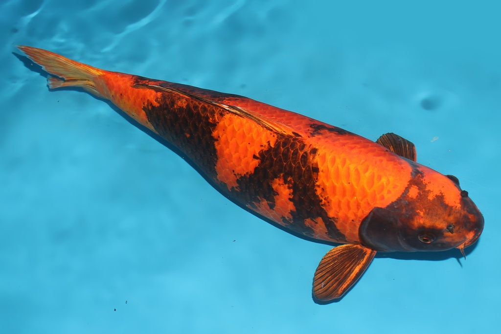 346012 69cm诚太郎金黄写四才母鱼G6c4000 IMG_5653 -1.JPG