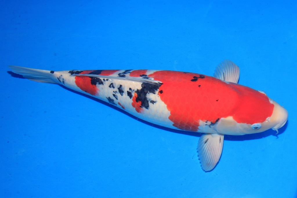 346014 68cm 丸堂产 四才 雌性 C5500 H8-2.JPG