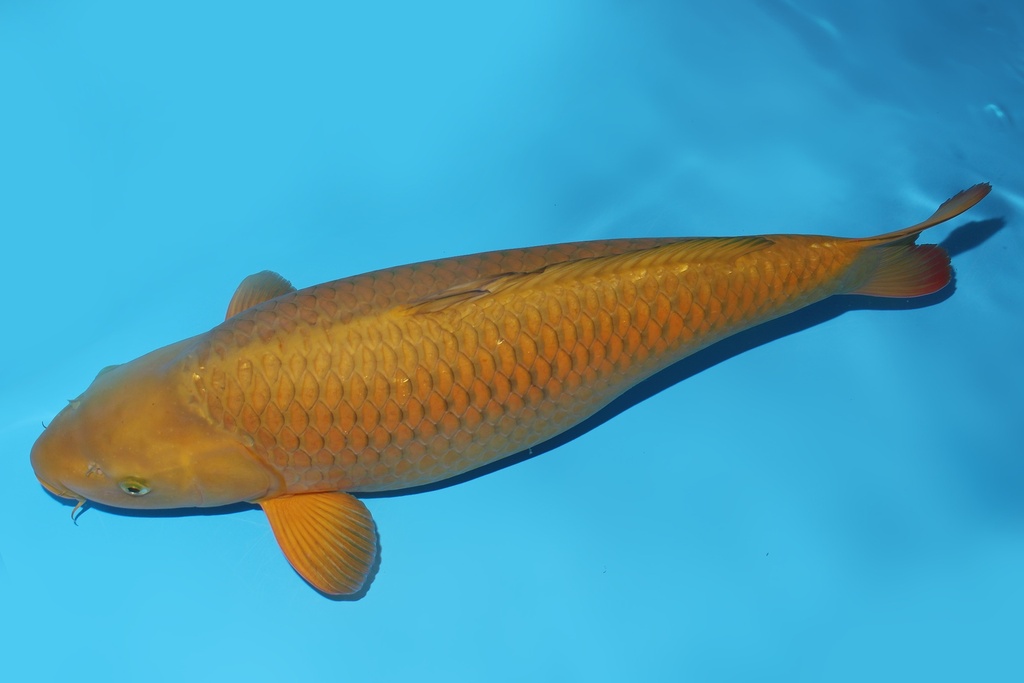 346021 67cm诚太郎茶鲤三才母鱼花园池c1300 IMG_6236-2.JPG