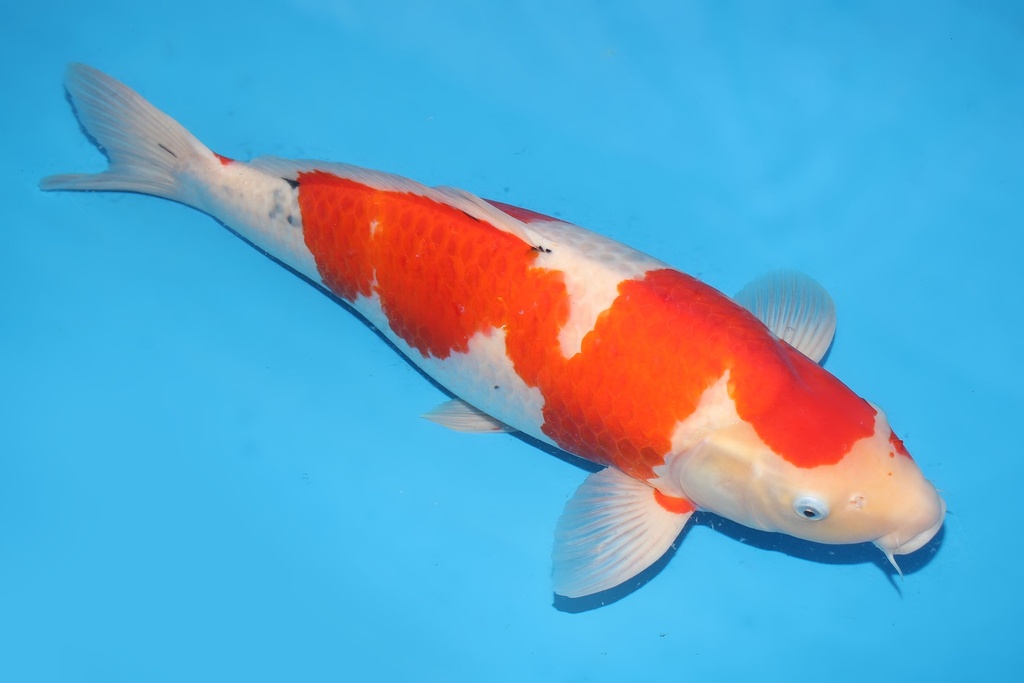 346023 65cm桃太郎大正四才母鱼F1  c2000 美国之梦 IMG_4694-2.JPG