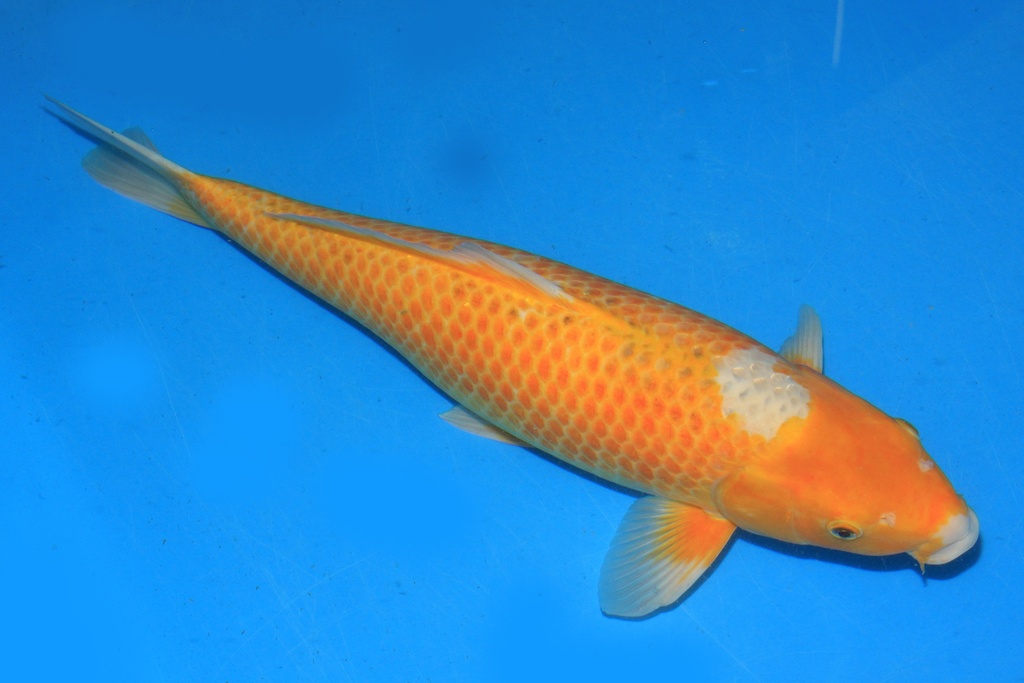 346039 60cm 谷口产 二才 雌性 C600 C3-1.JPG