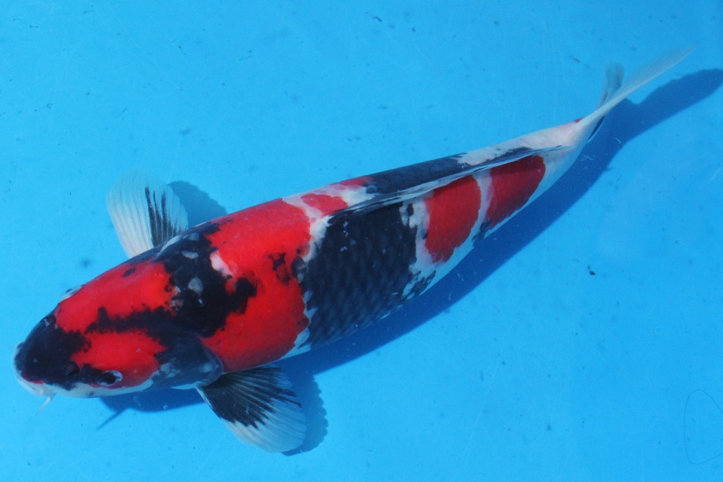 346045 47cm 阪诘产二才 雌性 C1500 C1-2.JPG