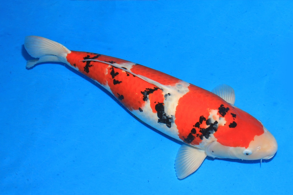 346048 74cm 桃太郎产 四才 雌性 C6200 H8种鱼推介 反鳃歪头-1.JPG