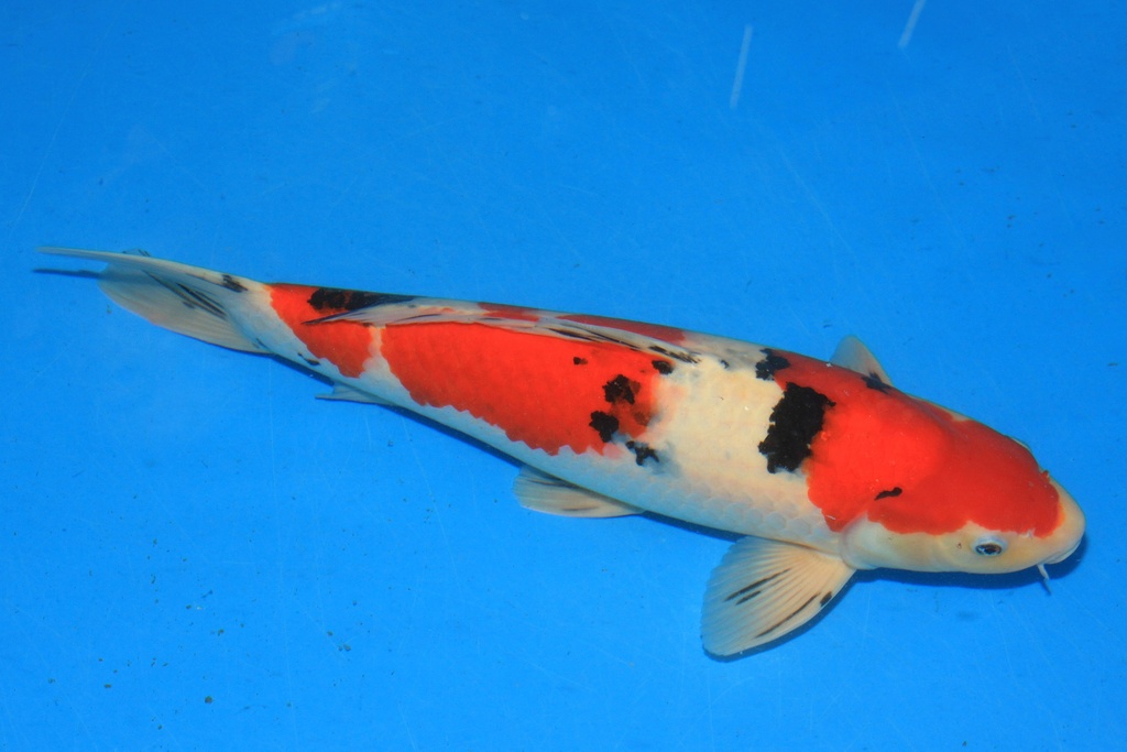 346054 47cm 阪井产 三才 雄性 C500 种鱼推介 A9 大理石-2.JPG