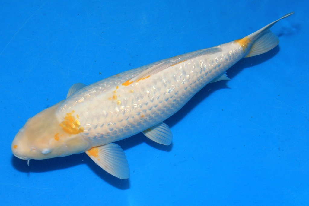 346063 52cm 谷口产 二才 雌性 C600 C3-2.JPG