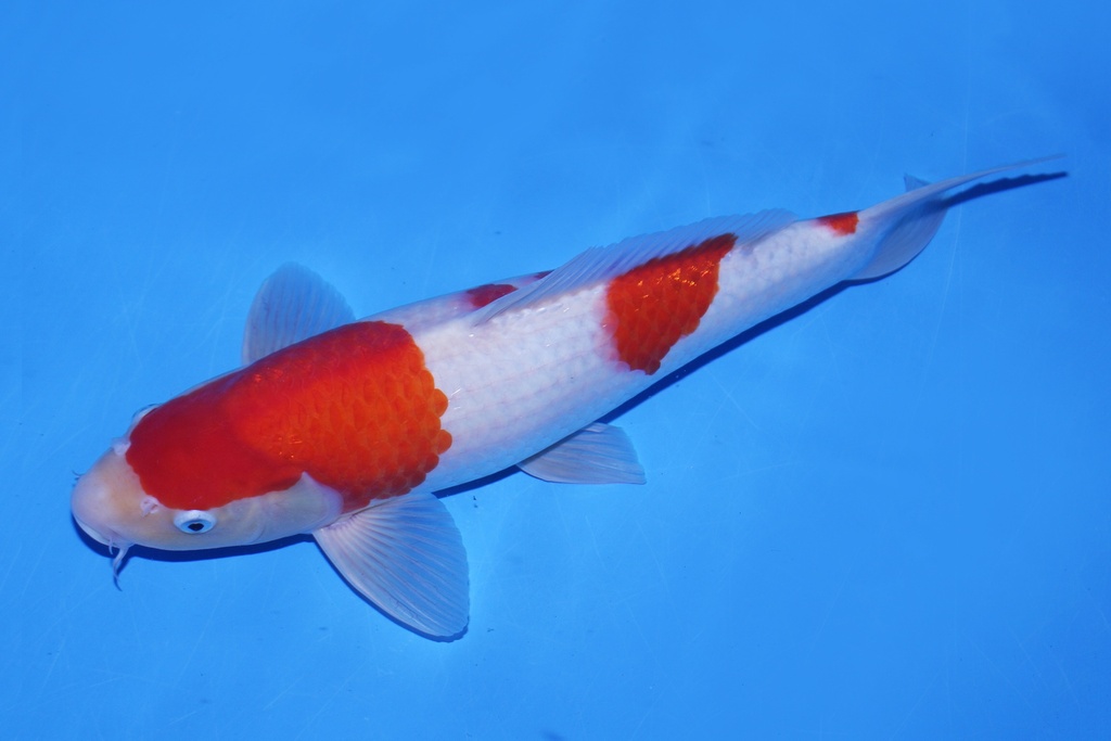 346066 42cm 尾形产二才  公鱼 C1000 P12-1.JPG