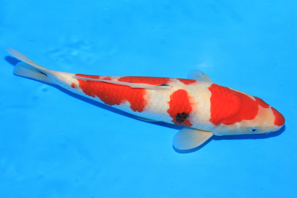 346070 35cm 尾形产 当才 雄性 C1000 S4下-1.JPG