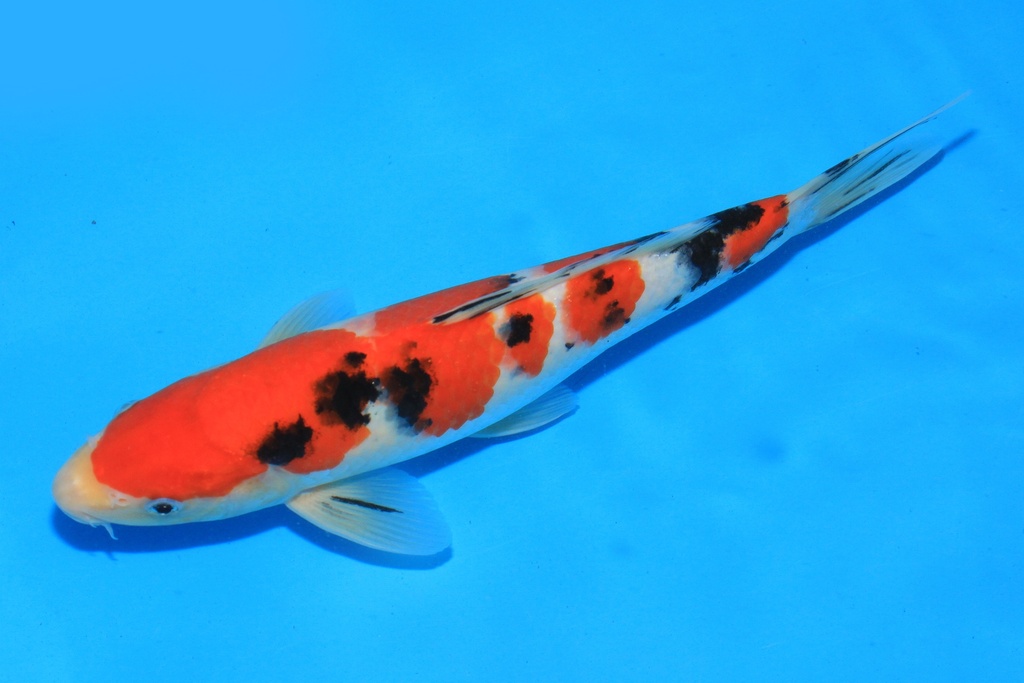 346073 28cm 大石产 当才 公母不详 C350 P7IMG_2266-1.JPG