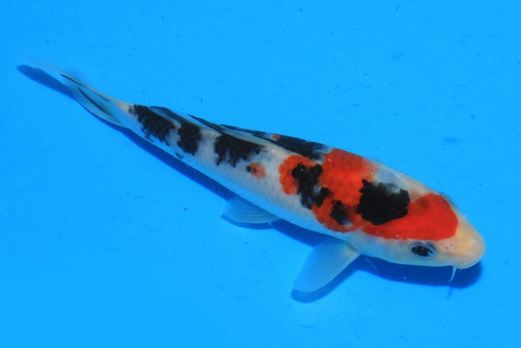 346080 17cm 尾形产 当才 公母不详 C800 S9下-2.JPG