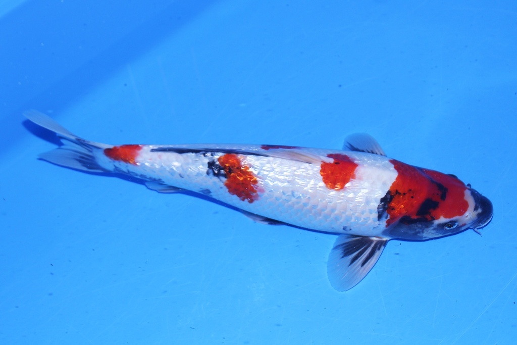 346082 43cm 尾形产 二才 母鱼 C500 P12-1.JPG