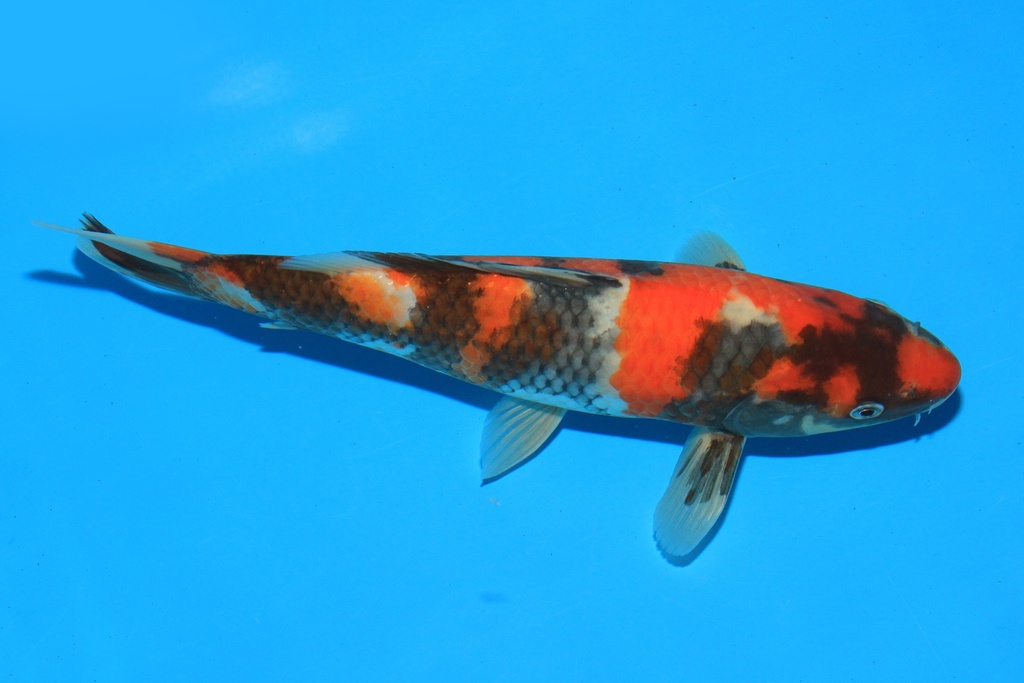 346093 26cm 野山产 当才 公母不详 C100 右4-1.JPG