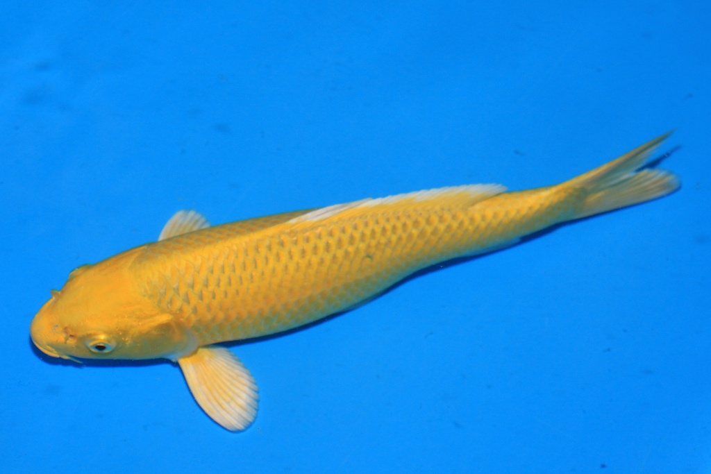 346095 26cm 尾形产 当才 公母不详 C300 S4下-2.JPG