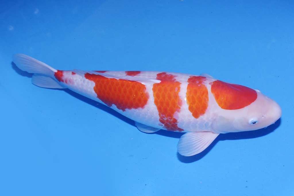 346008 62cm 桃太郎产 红白 三才 雌性F1  C2500-2.JPG