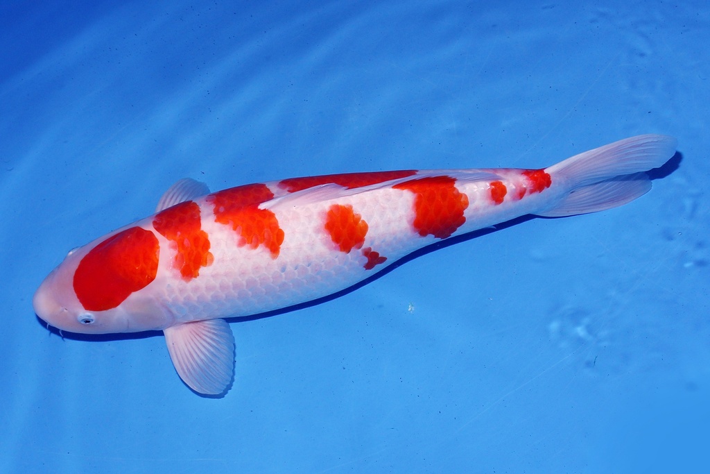 346008 62cm 桃太郎产 红白 三才 雌性F1  C2500-1.JPG