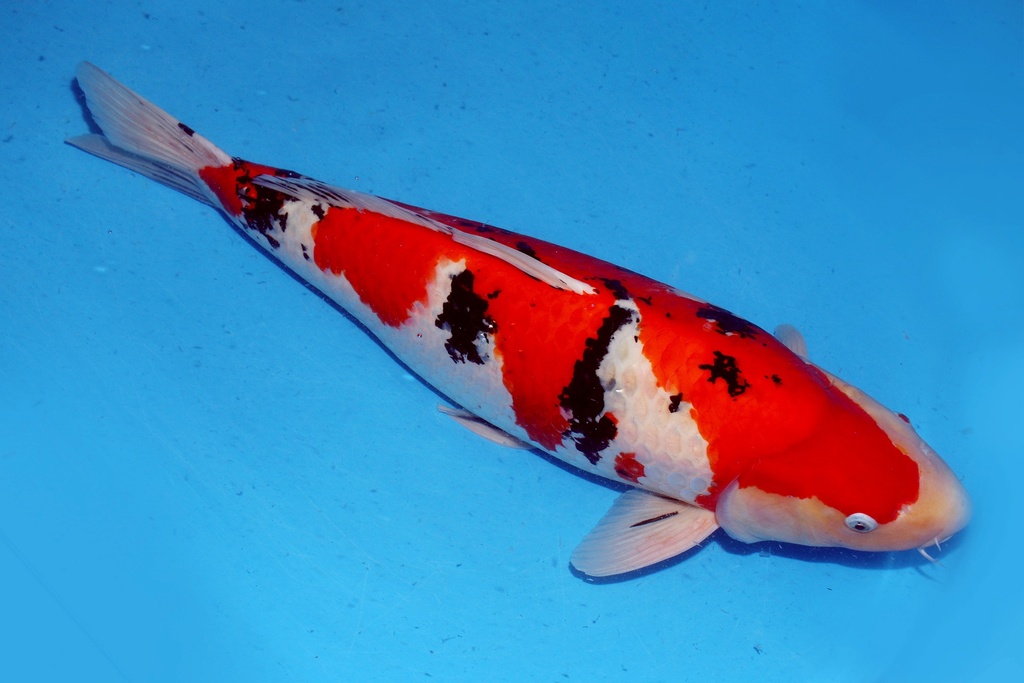 72cm 桃太郎产 四才 雌性 美国之梦-a.JPG