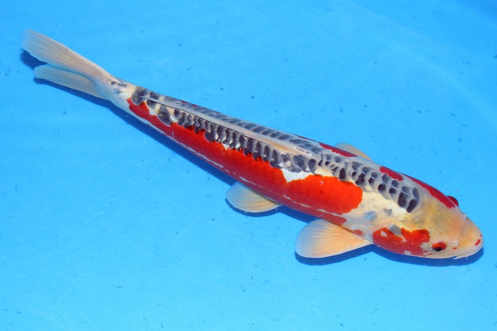 52cm 川上产 三才 雄性 C500 S5上-a.JPG