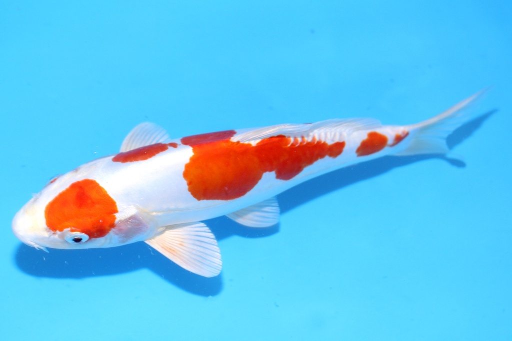 26cm 尾形产 当才 公母不明 C844 S8上-b.JPG