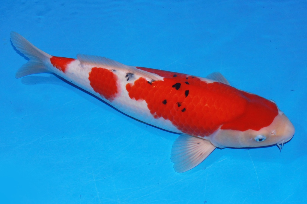 44cm 阪井产 当才 雄性  C500 M11-a.JPG