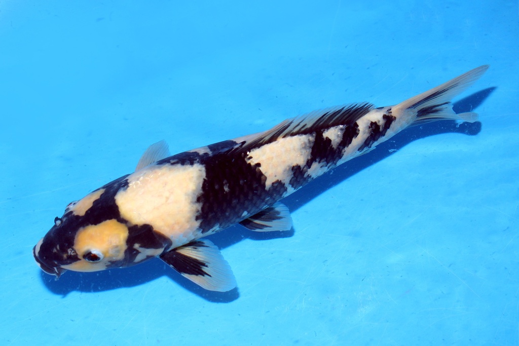 41cm 尾形产 二才 雌性 C300 腹部有绯 B5-b.JPG