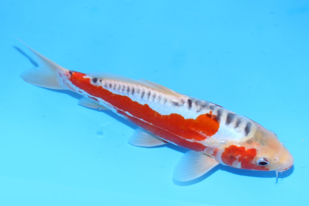 30cm 尾形产 当才 公母不明 C844 S8上-a.JPG