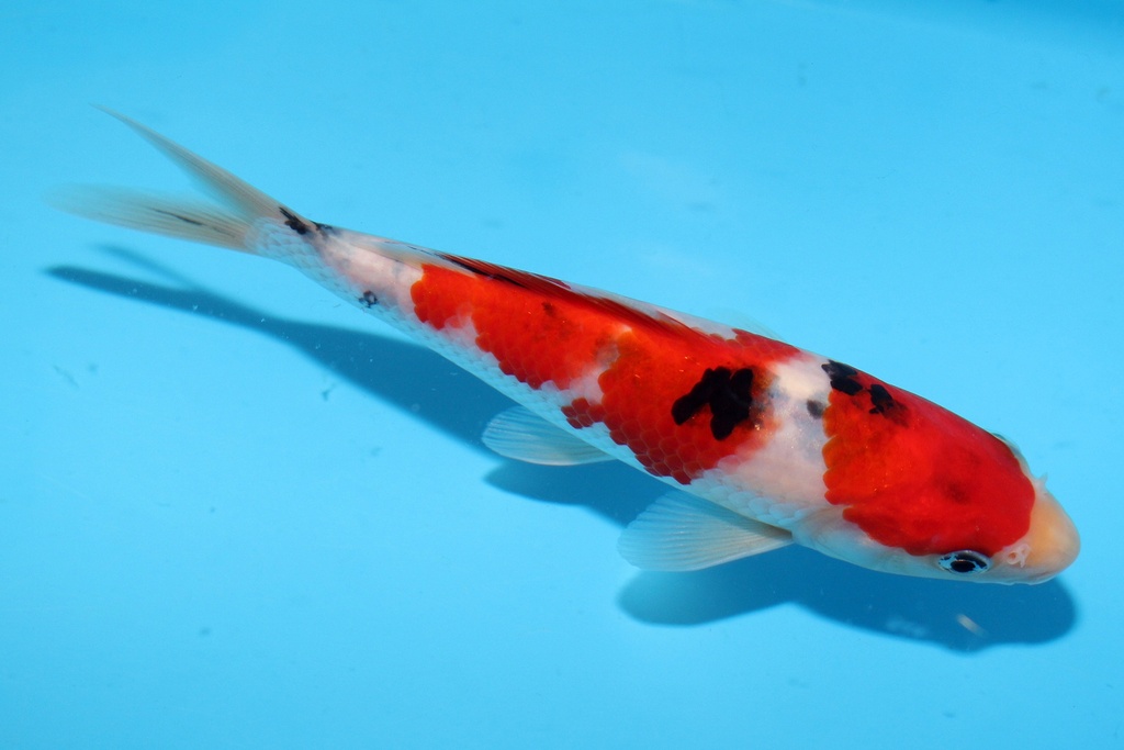 17cm 谷口产 当才 公母不明 c300 P10-a.JPG